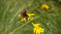 10_160_1274091399_137718_max