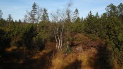 37_250_1320424837_630789_max